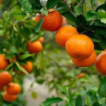 Xem Hình Ảnh Cây Quýt Thực Tế Và Khám Phá Đặc Điểm Nhận Diện Cho Người Yêu Vườn Cùng Các Giống Quýt Phổ Biến Xem Hình Ảnh Cây Quýt Thực Tế Và Khám Phá Đặc Điểm Nhận Diện Cho Người Yêu Vườn Cùng Các Giống Quýt Phổ Biến