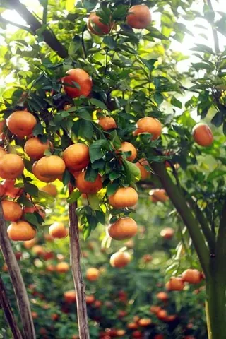 Xem Hình Ảnh Cây Quýt Thực Tế Và Khám Phá Đặc Điểm Nhận Diện Cho Người Yêu Vườn Cùng Các Giống Quýt Phổ Biến Xem Hình Ảnh Cây Quýt Thực Tế Và Khám Phá Đặc Điểm Nhận Diện Cho Người Yêu Vườn Cùng Các Giống Quýt Phổ Biến