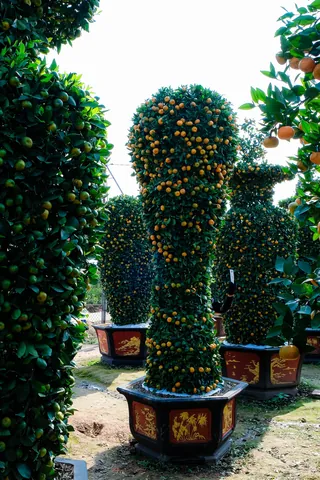Xem Hình Ảnh Cây Quýt Thực Tế Và Khám Phá Đặc Điểm Nhận Diện Cho Người Yêu Vườn Cùng Các Giống Quýt Phổ Biến Xem Hình Ảnh Cây Quýt Thực Tế Và Khám Phá Đặc Điểm Nhận Diện Cho Người Yêu Vườn Cùng Các Giống Quýt Phổ Biến