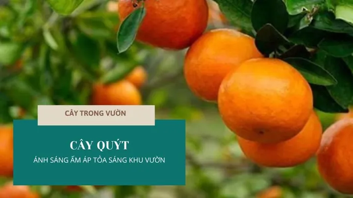 Xem Hình Ảnh Cây Quýt Thực Tế Và Khám Phá Đặc Điểm Nhận Diện Cho Người Yêu Vườn Cùng Các Giống Quýt Phổ Biến Xem Hình Ảnh Cây Quýt Thực Tế Và Khám Phá Đặc Điểm Nhận Diện Cho Người Yêu Vườn Cùng Các Giống Quýt Phổ Biến