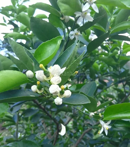 Xem Hình Ảnh Cây Quýt Thực Tế Và Khám Phá Đặc Điểm Nhận Diện Cho Người Yêu Vườn Cùng Các Giống Quýt Phổ Biến Xem Hình Ảnh Cây Quýt Thực Tế Và Khám Phá Đặc Điểm Nhận Diện Cho Người Yêu Vườn Cùng Các Giống Quýt Phổ Biến