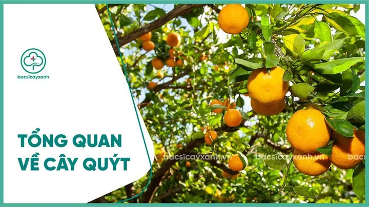 Xem Hình Ảnh Cây Quýt Thực Tế Và Khám Phá Đặc Điểm Nhận Diện Cho Người Yêu Vườn Cùng Các Giống Quýt Phổ Biến Xem Hình Ảnh Cây Quýt Thực Tế Và Khám Phá Đặc Điểm Nhận Diện Cho Người Yêu Vườn Cùng Các Giống Quýt Phổ Biến