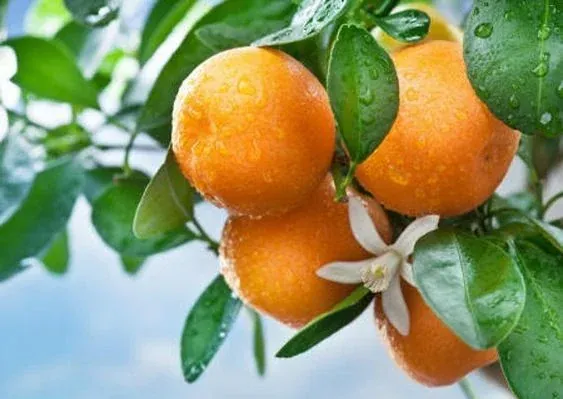 Xem Hình Ảnh Cây Quýt Thực Tế Và Khám Phá Đặc Điểm Nhận Diện Cho Người Yêu Vườn Cùng Các Giống Quýt Phổ Biến Xem Hình Ảnh Cây Quýt Thực Tế Và Khám Phá Đặc Điểm Nhận Diện Cho Người Yêu Vườn Cùng Các Giống Quýt Phổ Biến