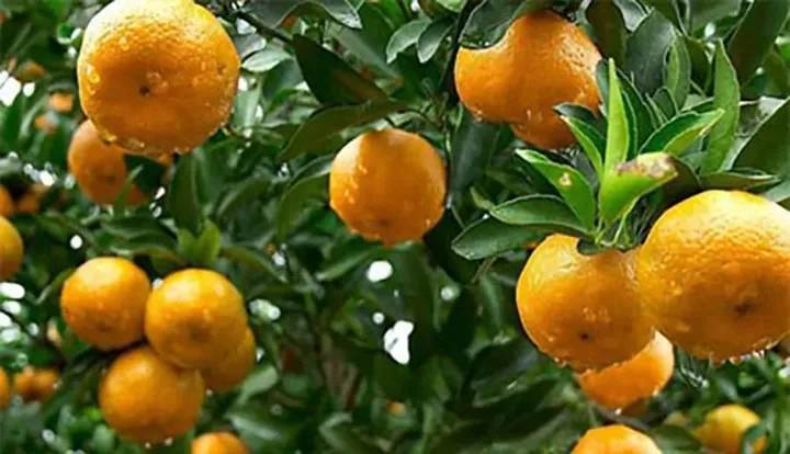 Xem Hình Ảnh Cây Quýt Thực Tế Và Khám Phá Đặc Điểm Nhận Diện Cho Người Yêu Vườn Cùng Các Giống Quýt Phổ Biến Xem Hình Ảnh Cây Quýt Thực Tế Và Khám Phá Đặc Điểm Nhận Diện Cho Người Yêu Vườn Cùng Các Giống Quýt Phổ Biến