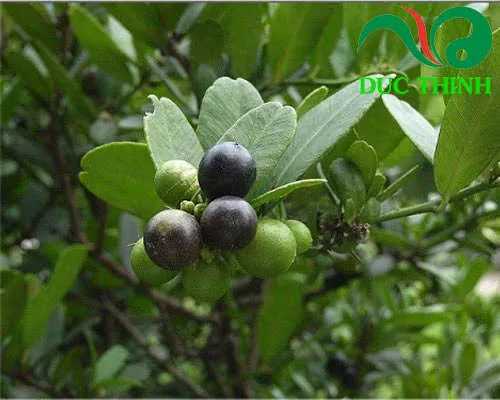 Xem Hình Ảnh Cây Quýt Thực Tế Và Khám Phá Đặc Điểm Nhận Diện Cho Người Yêu Vườn Cùng Các Giống Quýt Phổ Biến Xem Hình Ảnh Cây Quýt Thực Tế Và Khám Phá Đặc Điểm Nhận Diện Cho Người Yêu Vườn Cùng Các Giống Quýt Phổ Biến
