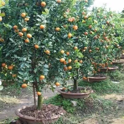 Xem Hình Ảnh Cây Quýt Thực Tế Và Khám Phá Đặc Điểm Nhận Diện Cho Người Yêu Vườn Cùng Các Giống Quýt Phổ Biến Xem Hình Ảnh Cây Quýt Thực Tế Và Khám Phá Đặc Điểm Nhận Diện Cho Người Yêu Vườn Cùng Các Giống Quýt Phổ Biến