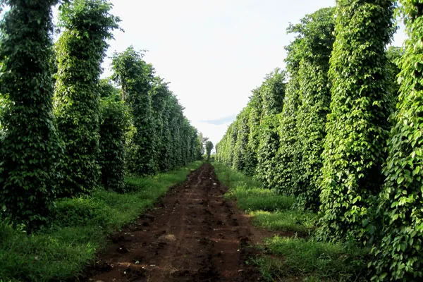 Nhận Diện Hình Ảnh Cây Tiêu Và Các Giống Tiêu Điển Hình Cho Nhà Nông Nhận Diện Hình Ảnh Cây Tiêu Và Các Giống Tiêu Điển Hình Cho Nhà Nông