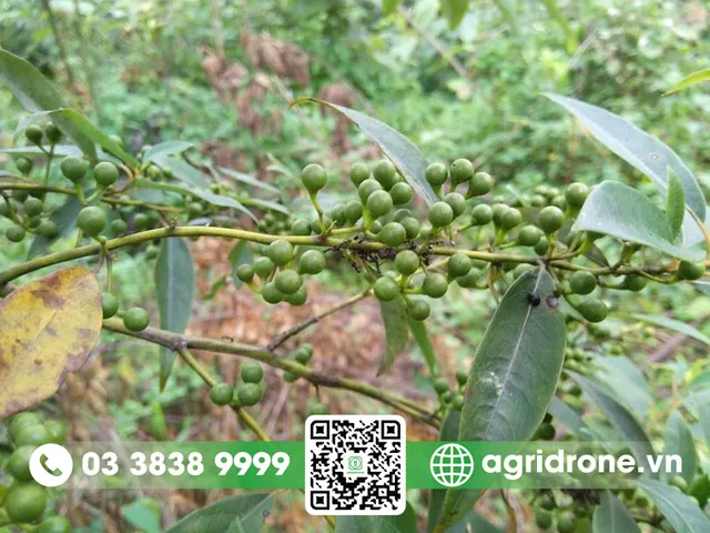 Nhận Diện Hình Ảnh Cây Tiêu Và Các Giống Tiêu Điển Hình Cho Nhà Nông Nhận Diện Hình Ảnh Cây Tiêu Và Các Giống Tiêu Điển Hình Cho Nhà Nông