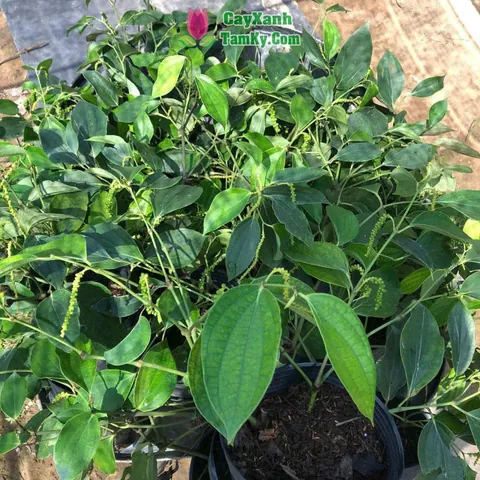 Nhận Diện Hình Ảnh Cây Tiêu Và Các Giống Tiêu Điển Hình Cho Nhà Nông Nhận Diện Hình Ảnh Cây Tiêu Và Các Giống Tiêu Điển Hình Cho Nhà Nông