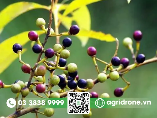 Nhận Diện Hình Ảnh Cây Tiêu Và Các Giống Tiêu Điển Hình Cho Nhà Nông Nhận Diện Hình Ảnh Cây Tiêu Và Các Giống Tiêu Điển Hình Cho Nhà Nông