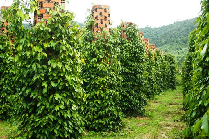 Nhận Diện Hình Ảnh Cây Tiêu Và Các Giống Tiêu Điển Hình Cho Nhà Nông Nhận Diện Hình Ảnh Cây Tiêu Và Các Giống Tiêu Điển Hình Cho Nhà Nông