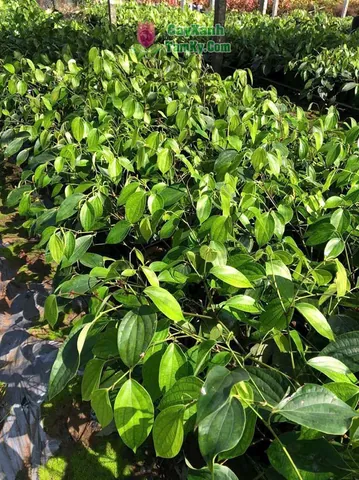 Nhận Diện Hình Ảnh Cây Tiêu Và Các Giống Tiêu Điển Hình Cho Nhà Nông Nhận Diện Hình Ảnh Cây Tiêu Và Các Giống Tiêu Điển Hình Cho Nhà Nông