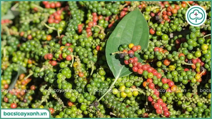 Nhận Diện Hình Ảnh Cây Tiêu Và Các Giống Tiêu Điển Hình Cho Nhà Nông Nhận Diện Hình Ảnh Cây Tiêu Và Các Giống Tiêu Điển Hình Cho Nhà Nông