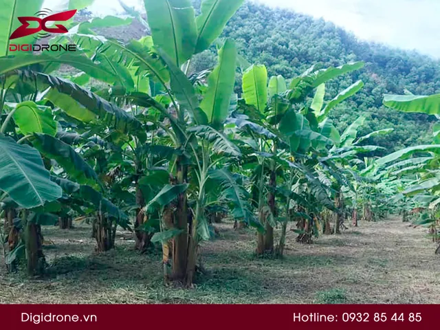 Nhận Diện Hình Ảnh Cây Tiêu Và Các Giống Tiêu Điển Hình Cho Nhà Nông Nhận Diện Hình Ảnh Cây Tiêu Và Các Giống Tiêu Điển Hình Cho Nhà Nông