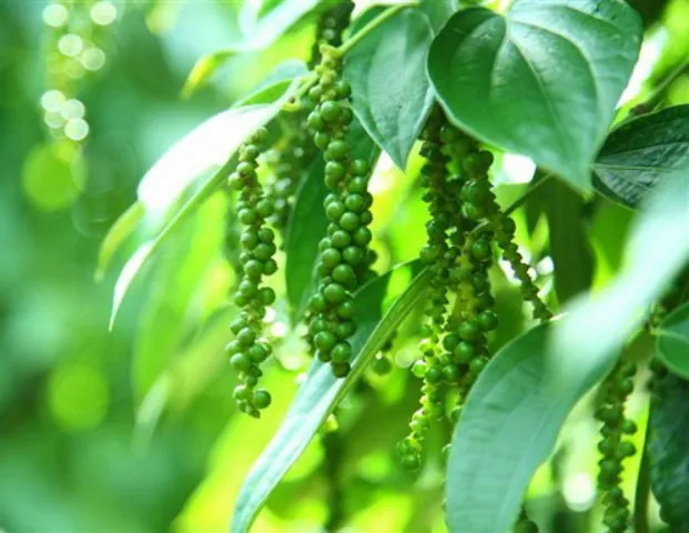 Nhận Diện Hình Ảnh Cây Tiêu Và Các Giống Tiêu Điển Hình Cho Nhà Nông Nhận Diện Hình Ảnh Cây Tiêu Và Các Giống Tiêu Điển Hình Cho Nhà Nông