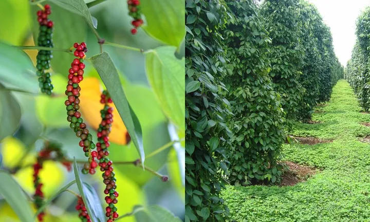 Nhận Diện Hình Ảnh Cây Tiêu Và Các Giống Tiêu Điển Hình Cho Nhà Nông Nhận Diện Hình Ảnh Cây Tiêu Và Các Giống Tiêu Điển Hình Cho Nhà Nông
