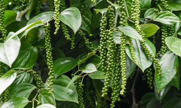 Nhận Diện Hình Ảnh Cây Tiêu Và Các Giống Tiêu Điển Hình Cho Nhà Nông Nhận Diện Hình Ảnh Cây Tiêu Và Các Giống Tiêu Điển Hình Cho Nhà Nông