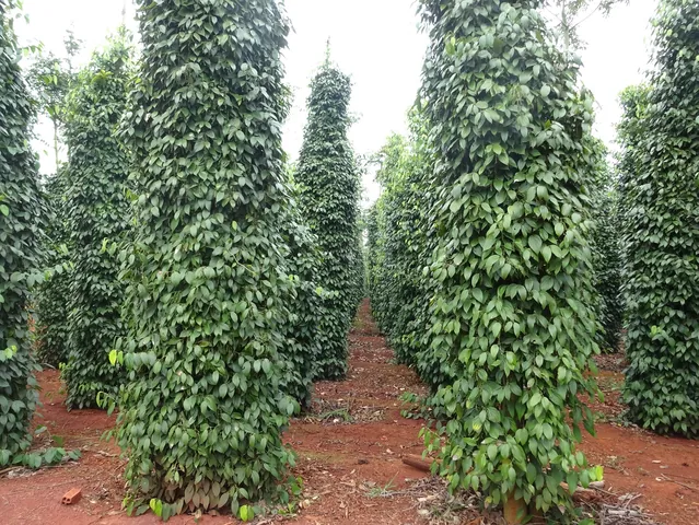 Nhận Diện Hình Ảnh Cây Tiêu Và Các Giống Tiêu Điển Hình Cho Nhà Nông Nhận Diện Hình Ảnh Cây Tiêu Và Các Giống Tiêu Điển Hình Cho Nhà Nông