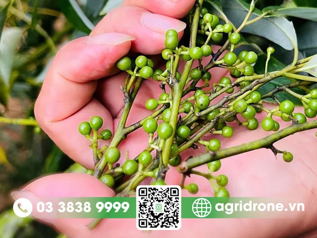 Nhận Diện Hình Ảnh Cây Tiêu Và Các Giống Tiêu Điển Hình Cho Nhà Nông Nhận Diện Hình Ảnh Cây Tiêu Và Các Giống Tiêu Điển Hình Cho Nhà Nông