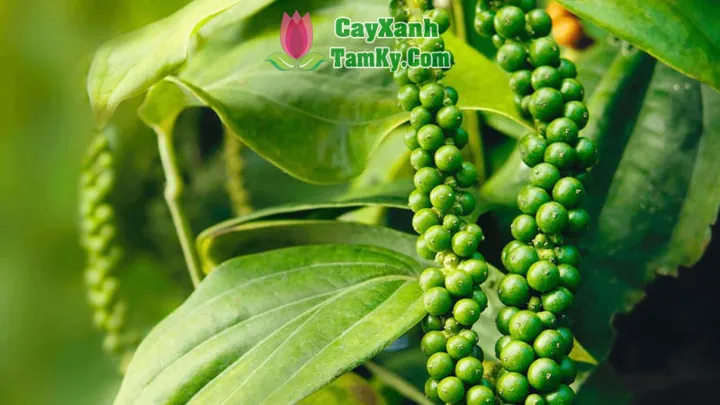 Nhận Diện Hình Ảnh Cây Tiêu Và Các Giống Tiêu Điển Hình Cho Nhà Nông Nhận Diện Hình Ảnh Cây Tiêu Và Các Giống Tiêu Điển Hình Cho Nhà Nông