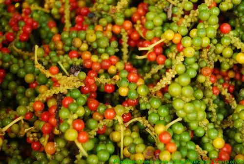 Nhận Diện Hình Ảnh Cây Tiêu Và Các Giống Tiêu Điển Hình Cho Nhà Nông Nhận Diện Hình Ảnh Cây Tiêu Và Các Giống Tiêu Điển Hình Cho Nhà Nông