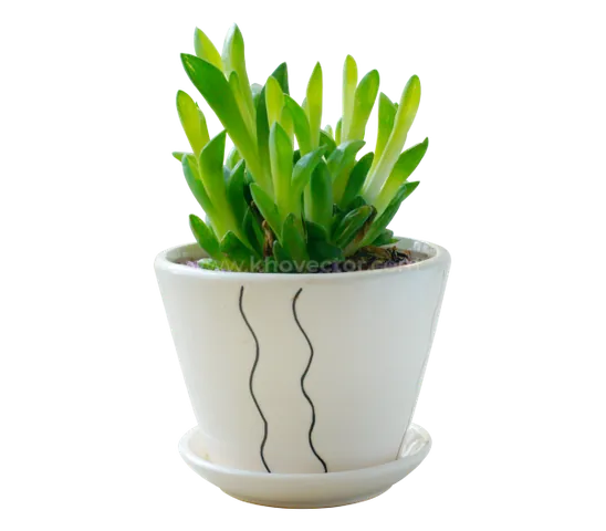 Tổng Hợp Hình Ảnh Chậu Cảnh Đẹp, Đa Dạng Cho Người Yêu Cây Từ Chậu Gốm, Xi Măng Đến Chậu Mini