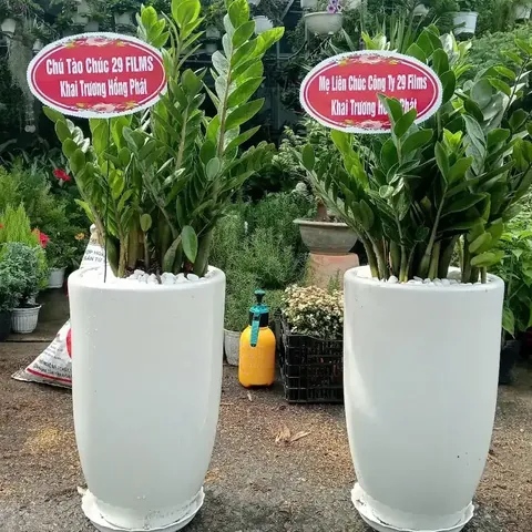 Tổng Hợp Hình Ảnh Chậu Cảnh Đẹp, Đa Dạng Cho Người Yêu Cây Từ Chậu Gốm, Xi Măng Đến Chậu Mini