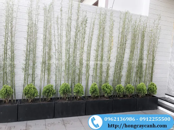 Tổng Hợp Hình Ảnh Chậu Cảnh Đẹp, Đa Dạng Cho Người Yêu Cây Từ Chậu Gốm, Xi Măng Đến Chậu Mini