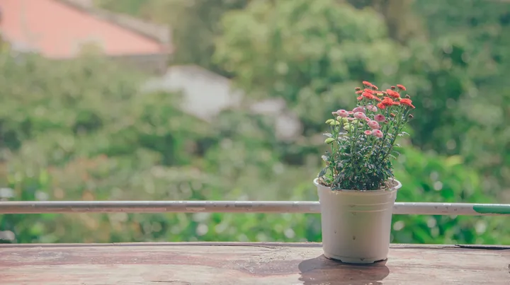 Tổng Hợp Hình Ảnh Chậu Cảnh Đẹp, Đa Dạng Cho Người Yêu Cây Từ Chậu Gốm, Xi Măng Đến Chậu Mini