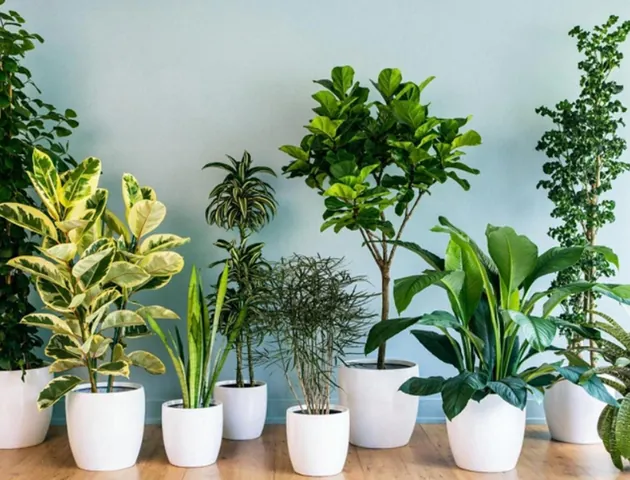 Tổng Hợp Hình Ảnh Chậu Cảnh Đẹp, Đa Dạng Cho Người Yêu Cây Từ Chậu Gốm, Xi Măng Đến Chậu Mini