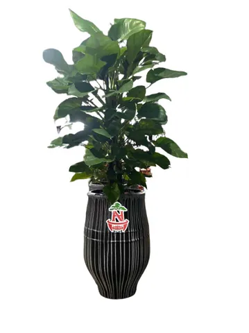 Tổng Hợp Hình Ảnh Chậu Cảnh Đẹp, Đa Dạng Cho Người Yêu Cây Từ Chậu Gốm, Xi Măng Đến Chậu Mini