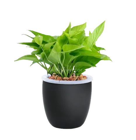 Tổng Hợp Hình Ảnh Chậu Cảnh Đẹp, Đa Dạng Cho Người Yêu Cây Từ Chậu Gốm, Xi Măng Đến Chậu Mini