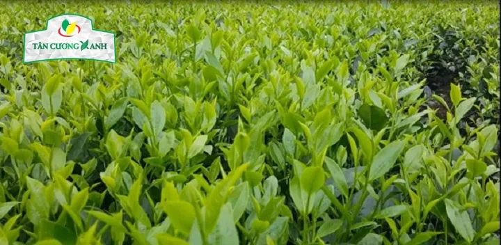 Chiêm Ngưỡng Hình Ảnh Chè Ngon: Tổng Hợp Các Món Chè Việt Nam Dành Cho Người Yêu Ẩm Thực
