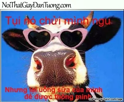 Tổng Hợp Xem Và Tải Hình Ảnh Chế Vui & Meme Hài Hước Cho Dân Mạng (ảnh Chó, Mèo) Tổng Hợp Xem Và Tải Hình Ảnh Chế Vui & Meme Hài Hước Cho Dân Mạng (ảnh Chó, Mèo)