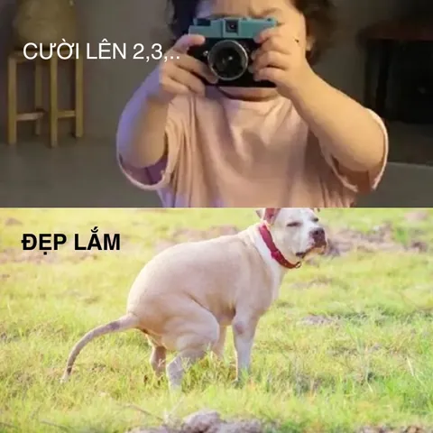 Tổng Hợp Xem Và Tải Hình Ảnh Chế Vui & Meme Hài Hước Cho Dân Mạng (ảnh Chó, Mèo) Tổng Hợp Xem Và Tải Hình Ảnh Chế Vui & Meme Hài Hước Cho Dân Mạng (ảnh Chó, Mèo)