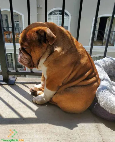 Tải Hình Ảnh Chó Buồn Cute Và Meme Hài Hước Dành Cho Người Yêu Thú Cưng