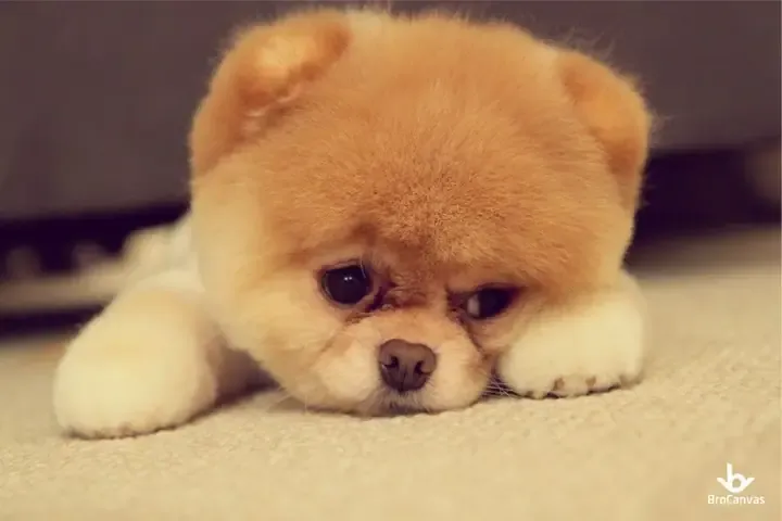 Tải Hình Ảnh Chó Buồn Cute Và Meme Hài Hước Dành Cho Người Yêu Thú Cưng