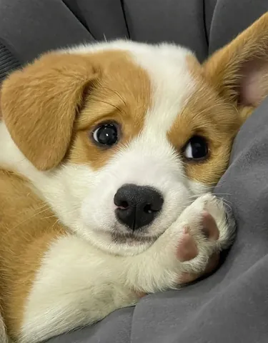 Tải Hình Ảnh Chó Buồn Cute Và Meme Hài Hước Dành Cho Người Yêu Thú Cưng