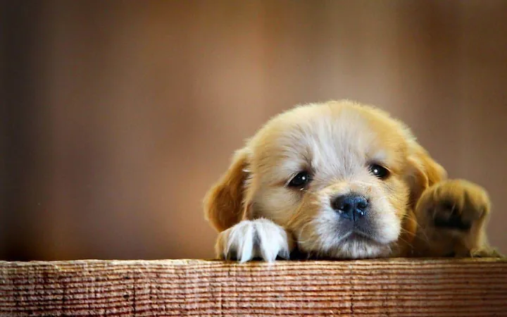 Tải Hình Ảnh Chó Buồn Cute Và Meme Hài Hước Dành Cho Người Yêu Thú Cưng