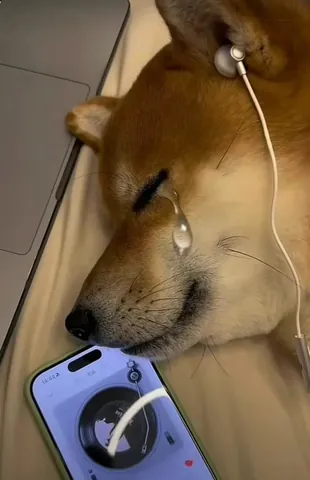 Tải Hình Ảnh Chó Buồn Cute Và Meme Hài Hước Dành Cho Người Yêu Thú Cưng