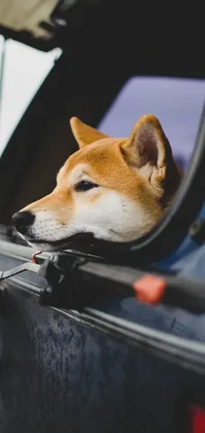 Tải Hình Ảnh Chó Buồn Cute Và Meme Hài Hước Dành Cho Người Yêu Thú Cưng