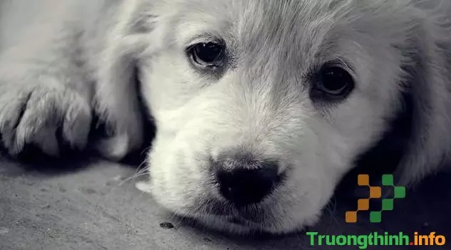 Tải Hình Ảnh Chó Buồn Cute Và Meme Hài Hước Dành Cho Người Yêu Thú Cưng