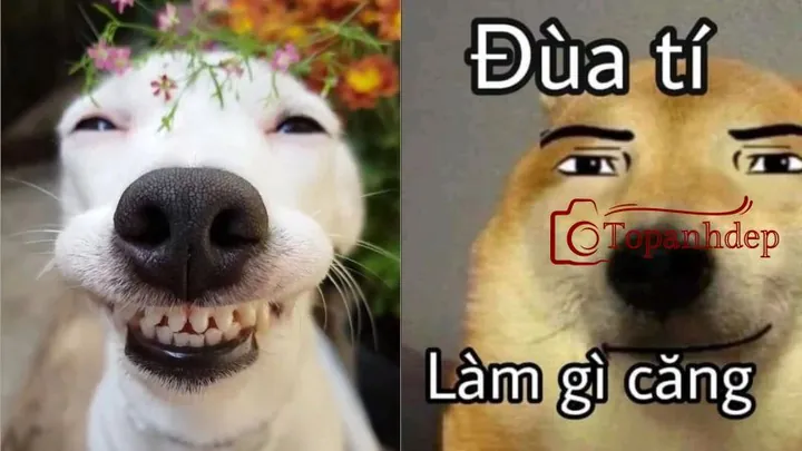 Tổng Hợp Hình Ảnh Chó Chế Thư Giãn Cười Sảng Khoái Cho Cộng Đồng Mạng Cùng Các Biến Thể Meme Cheems, Shiba Tổng Hợp Hình Ảnh Chó Chế Thư Giãn Cười Sảng Khoái Cho Cộng Đồng Mạng Cùng Các Biến Thể Meme Cheems, Shiba