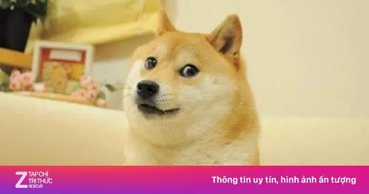 Tổng Hợp Hình Ảnh Chó Chế Thư Giãn Cười Sảng Khoái Cho Cộng Đồng Mạng Cùng Các Biến Thể Meme Cheems, Shiba Tổng Hợp Hình Ảnh Chó Chế Thư Giãn Cười Sảng Khoái Cho Cộng Đồng Mạng Cùng Các Biến Thể Meme Cheems, Shiba