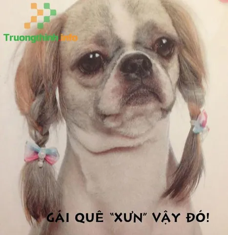 Tổng Hợp Hình Ảnh Chó Chế Thư Giãn Cười Sảng Khoái Cho Cộng Đồng Mạng Cùng Các Biến Thể Meme Cheems, Shiba Tổng Hợp Hình Ảnh Chó Chế Thư Giãn Cười Sảng Khoái Cho Cộng Đồng Mạng Cùng Các Biến Thể Meme Cheems, Shiba