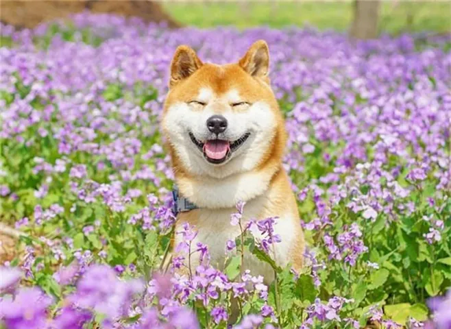Tải Và Tạo Hình Ảnh Cho Chữ, Phông Chữ Miễn Phí Cho Người Dùng Tải Và Tạo Hình Ảnh Cho Chữ, Phông Chữ Miễn Phí Cho Người Dùng