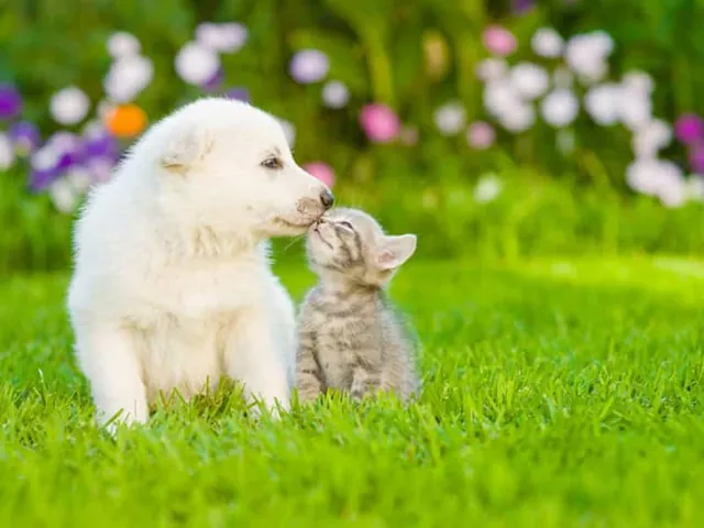 Tải Và Tạo Hình Ảnh Cho Chữ, Phông Chữ Miễn Phí Cho Người Dùng Tải Và Tạo Hình Ảnh Cho Chữ, Phông Chữ Miễn Phí Cho Người Dùng
