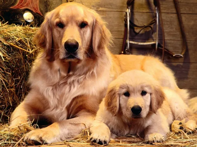 Tổng Hợp Hình Ảnh Chó Golden Đẹp Nhất (chó Con, Trưởng Thành, Golden Anh/mỹ) Dành Cho Người Yêu Chó