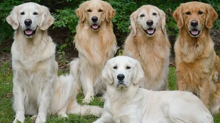 Tổng Hợp Hình Ảnh Chó Golden Đẹp Nhất (chó Con, Trưởng Thành, Golden Anh/mỹ) Dành Cho Người Yêu Chó