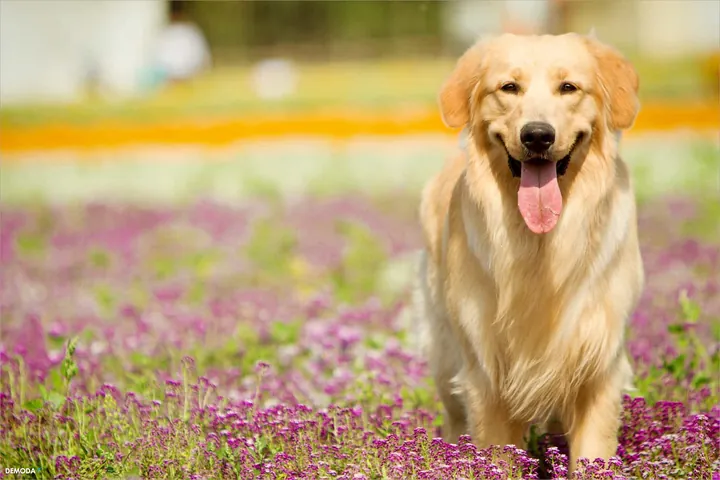 Tổng Hợp Hình Ảnh Chó Golden Đẹp Nhất (chó Con, Trưởng Thành, Golden Anh/mỹ) Dành Cho Người Yêu Chó